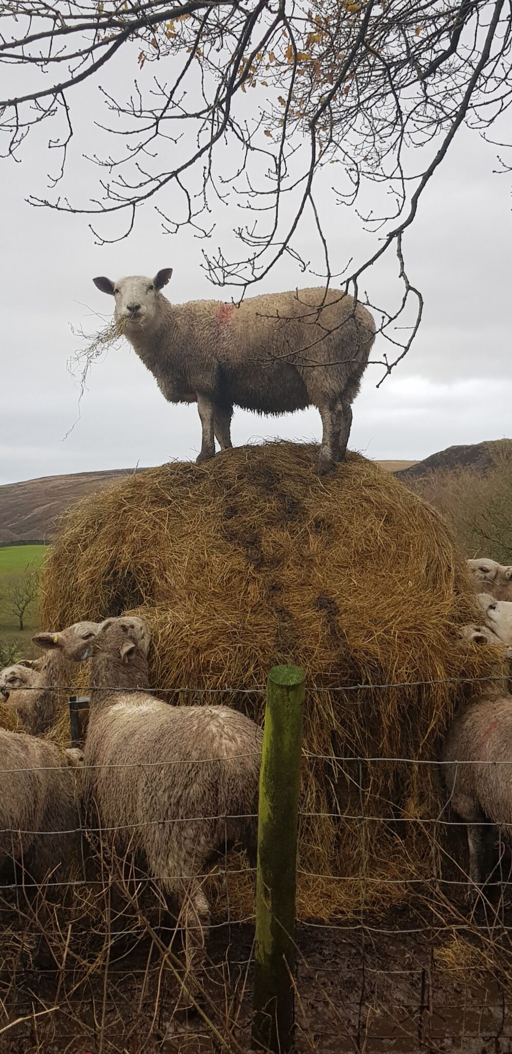 Cliffs Farm